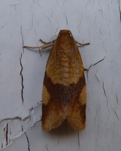 Réf. 341 716 : Aphelia ferugana